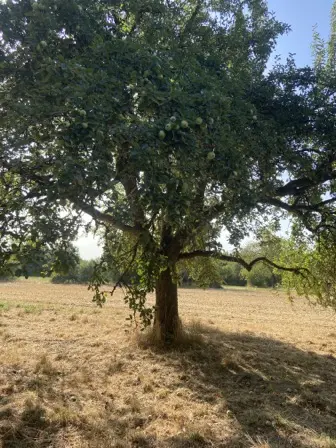 Foto treephoto-mpqsc066ybhcjim6a71dxbu5.jpeg
