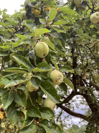 Foto treephoto-oijeuyql84vstu67w5ngyy1b.jpeg