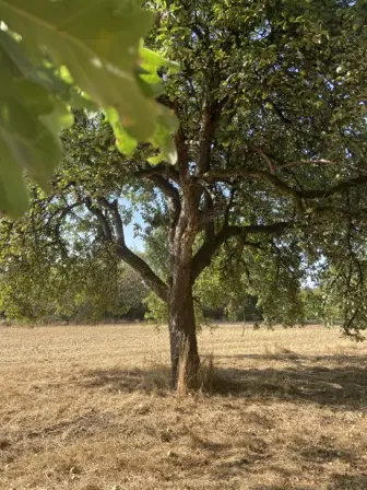 Foto treephoto-oldi00ixtqwpr667mlj7kjxl.jpeg