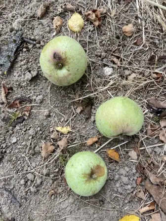 Foto treephoto-ppnyew3o5ypvo9gswpebwiqp.jpeg