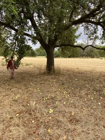 Foto treephoto-t377sbjto3m6b1jcauz51not.jpeg