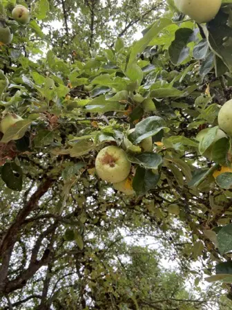 Foto treephoto-v66zikrngtdiwdqostepsjnp.jpeg