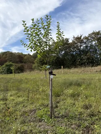 Foto treephoto-k5k0zar3393uqh6xs2072b62.jpeg