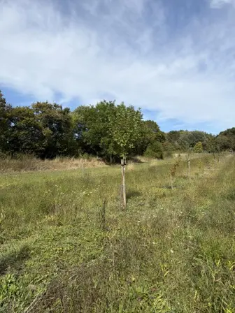 Foto treephoto-l8kxxovrye533nmaurqktmym.jpeg