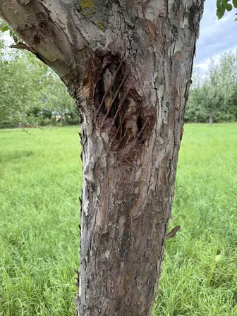Foto treephoto-luu5r62txi3b8f6e5lruje75.jpeg