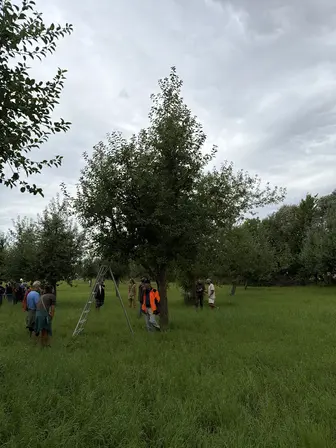 Foto treephoto-ytjhj5vme6cgxibedy4gr0nf.jpeg