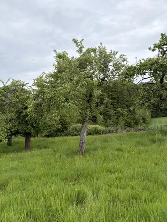 Foto treephoto-dypk3sdvfbgum91vbv270ob9.jpeg
