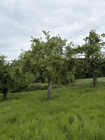 Foto treephoto-hqvkwh6ss67go0t1cxjzfcna.jpeg
