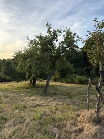 Foto treephoto-jq6mv3lt1094mr7uh3ux7uuw.jpeg