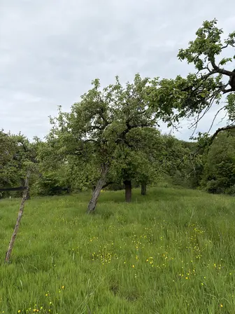 Foto treephoto-qq2z3rcxu8e4j25zh0qipx6c.jpeg