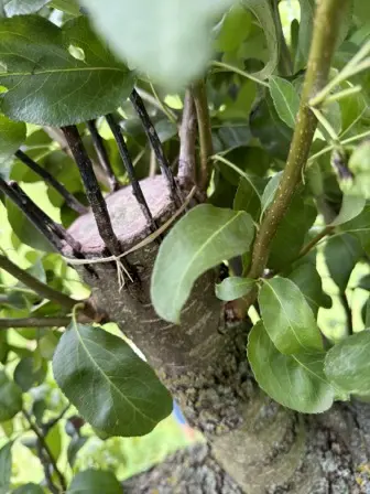 Foto treephoto-c7rmri6fmliqjcq5ioktiwo3.jpeg