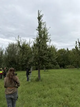 Foto treephoto-l46l1pht261ofyhwy8brn41h.jpeg