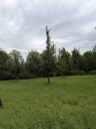 Foto treephoto-ymsd1vdesi0vez1un9k7bh5h.jpeg