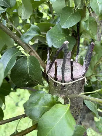 Foto treephoto-yz8zw8yhuz3nqnkf9ao0c3hn.jpeg