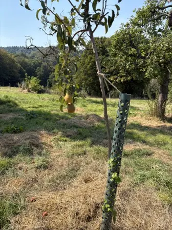 Foto treephoto-a45vmumzz5hd7p0l84xvwm8p.jpeg