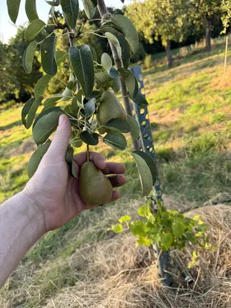 Foto treephoto-b2uphz7i1ph17dot4asi25gc.jpeg