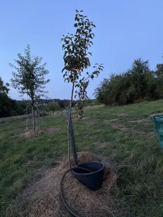 Foto treephoto-hjup3y40y0s48l4cwpbmlr6d.jpeg