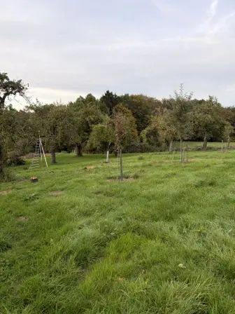 Foto treephoto-hywia8veq5v2oypr4cz1h1tq.jpeg