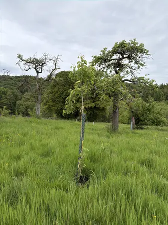 Foto treephoto-j08dsbpt8h0fadhvnvyqe370.jpeg