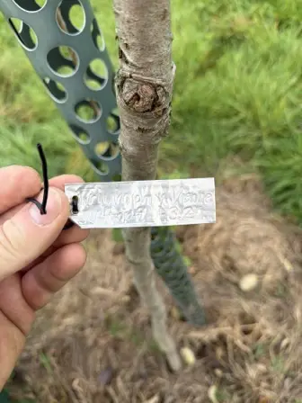 Foto treephoto-mfsuj6xg02xrv2xr5h5wawdl.jpeg
