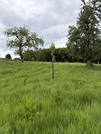 Foto treephoto-mw6loe4iet29y18rae78wlre.jpeg