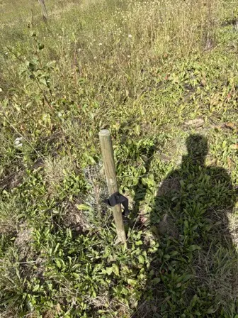 Foto treephoto-hawuxwzjfua2q5l14irjzikf.jpeg