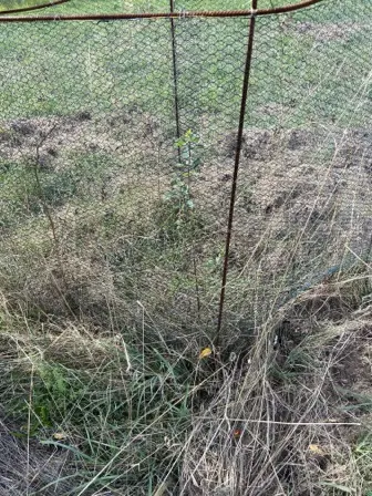 Foto treephoto-e3mqmwkrafgqbuxxlwipt997.jpeg
