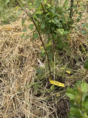 Foto treephoto-aty7fkvtw5902hfb7dqw3aol.jpeg