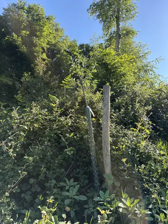 Foto treephoto-l9gy1j27fw8nk85o3vdtkxpk.jpeg