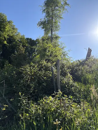 Foto treephoto-nkt1igldo32bxg44szcxaoq6.jpeg