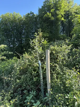 Foto treephoto-uo2gb5shgv5ohz2zff67itmo.jpeg