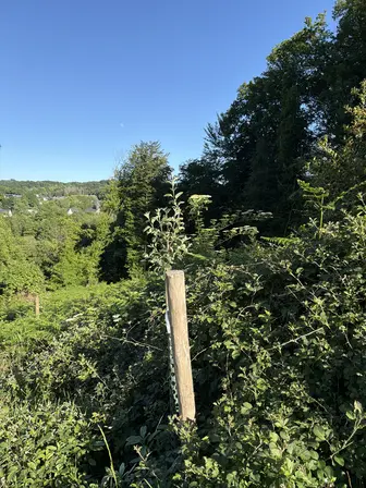 Foto treephoto-zlw1j1cy2gbo4vsdmqmcfyww.jpeg