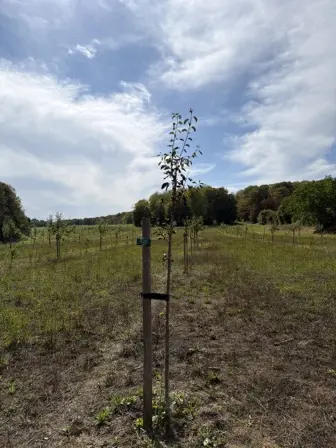 Foto treephoto-jcqq0lvfyoa2ncfsyzts3omn.jpeg
