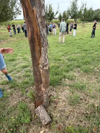 Foto treephoto-bjtt1rw0moottmves5u7vkje.jpeg