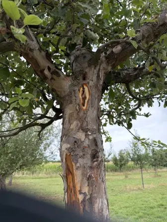 Foto treephoto-cjnd66xpb8mxwayy8m2p7laq.jpeg
