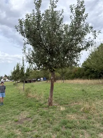 Foto treephoto-h40szm39sl7bo8y4dplev1ky.jpeg