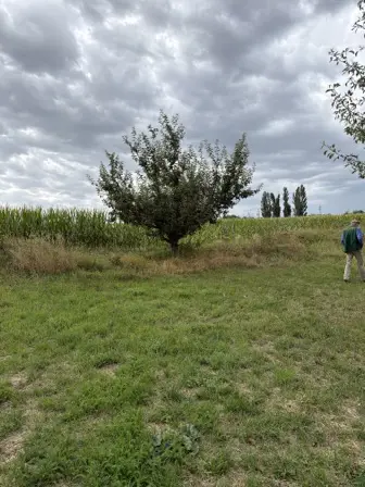 Foto treephoto-kiymjq8x9w6oiuflk0j5opix.jpeg