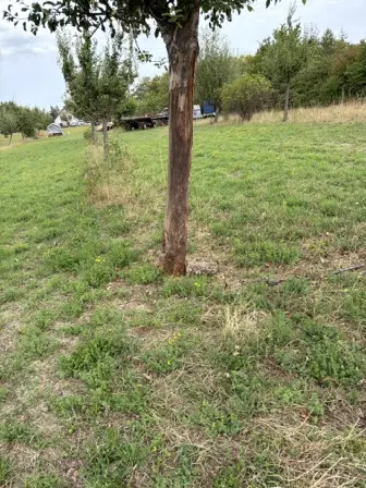 Foto treephoto-pfnsmuxbrfdt1t4fqtf8ko7k.jpeg