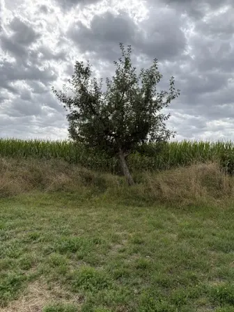 Foto treephoto-vuzd8bz1ugqh8aa5gil7i68y.jpeg