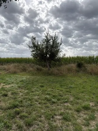 Foto treephoto-zgn42hedy2m6ubz1fzqfbhqk.jpeg