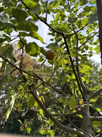 Foto treephoto-a0nb8zd3k18h0h3t60t8q1ga.jpeg