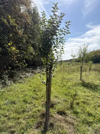 Foto treephoto-bwunzr7pvaj9lxg8zdduqxc1.jpeg
