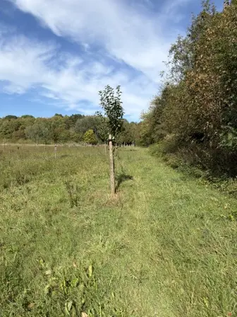 Foto treephoto-f88o5plbnphpqf9yvo4jb4he.jpeg