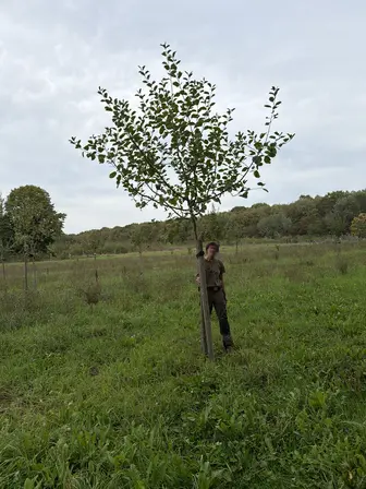 Foto treephoto-f9rnb3tc8iqmaf6cz95l9khd.jpeg