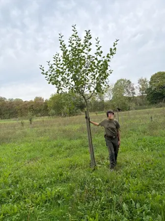 Foto treephoto-i0x54hmvcon7hqe51sfszd0o.jpeg