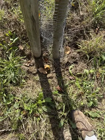 Foto treephoto-ik2gt06m8m4orddgza8ukuav.jpeg