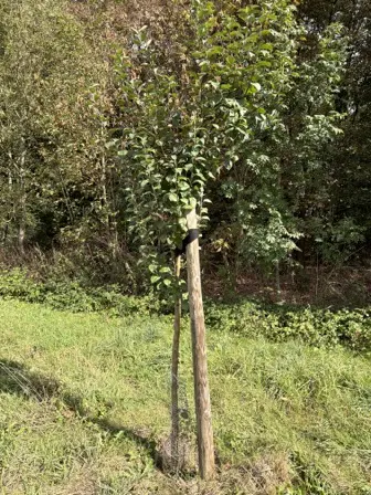 Foto treephoto-l4e3cuhj956vbw710k3fbe9n.jpeg