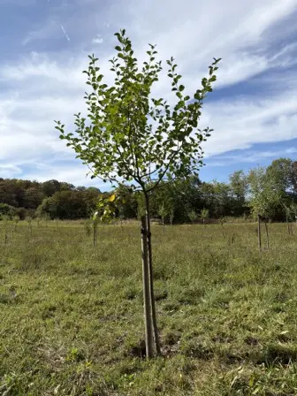 Foto treephoto-ujzaf67hnyzhenrj0avoheet.jpeg