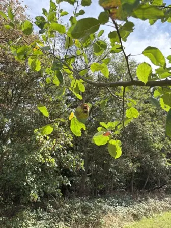 Foto treephoto-v7j8twmu6p9dao8i0br7u1y4.jpeg