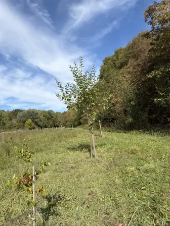 Foto treephoto-x0z4i0fuphnon1ag92kymcm6.jpeg